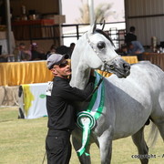 Al Khalediah Arabian Horse Festival Day 3