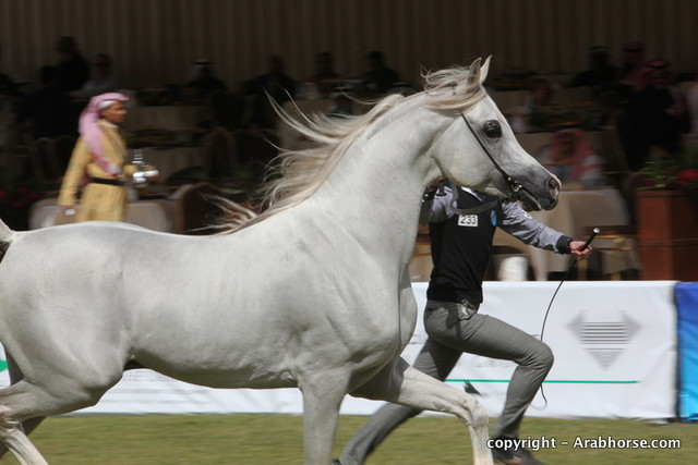 Al Khalediah Arabian Horse Festival Day 3
