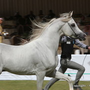 Al Khalediah Arabian Horse Festival Day 3
