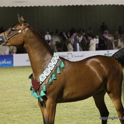 Al Khalediah Arabian Horse Festival Day 3