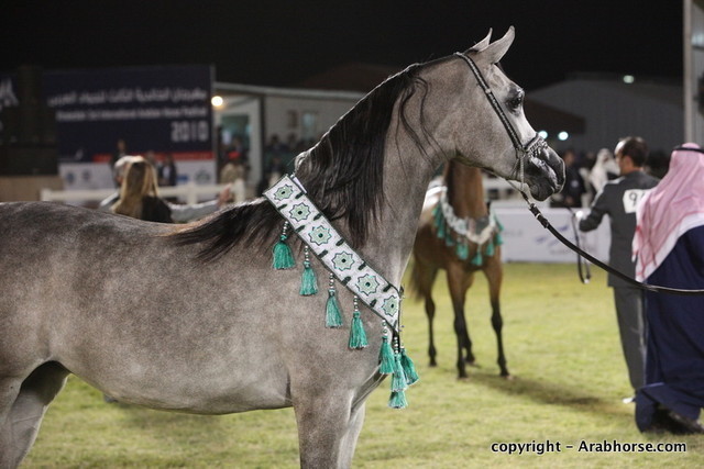 Al Khalediah Arabian Horse Festival Day 3