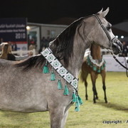 Al Khalediah Arabian Horse Festival Day 3