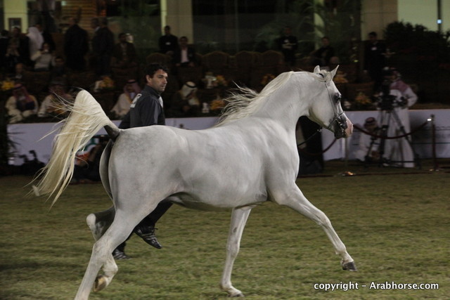 Al Khalediah Arabian Horse Festival Day 3