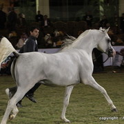 Al Khalediah Arabian Horse Festival Day 3