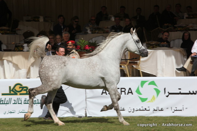 Al Khalediah Arabian Horse Festival Day 3