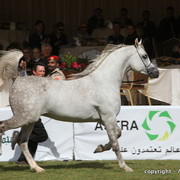 Al Khalediah Arabian Horse Festival Day 3