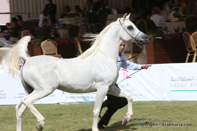Al Khalediah Arabian Horse Festival Day 3
