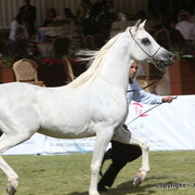 Al Khalediah Arabian Horse Festival Day 3