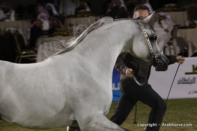 Al Khalediah Arabian Horse Festival Day 3