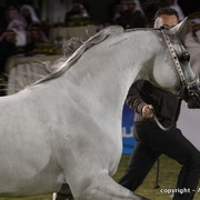 Al Khalediah Arabian Horse Festival Day 3