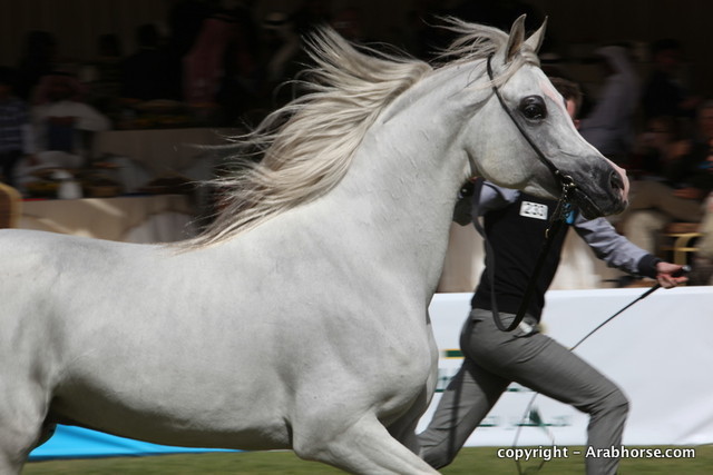 Al Khalediah Arabian Horse Festival Day 3