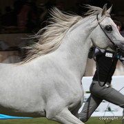 Al Khalediah Arabian Horse Festival Day 3