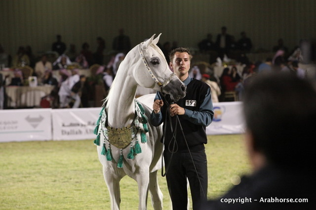 Al Khalediah Arabian Horse Festival Day 3