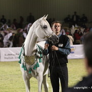 Al Khalediah Arabian Horse Festival Day 3
