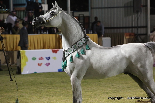 Al Khalediah Arabian Horse Festival Day 3