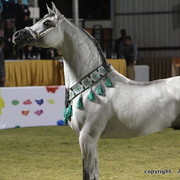 Al Khalediah Arabian Horse Festival Day 3