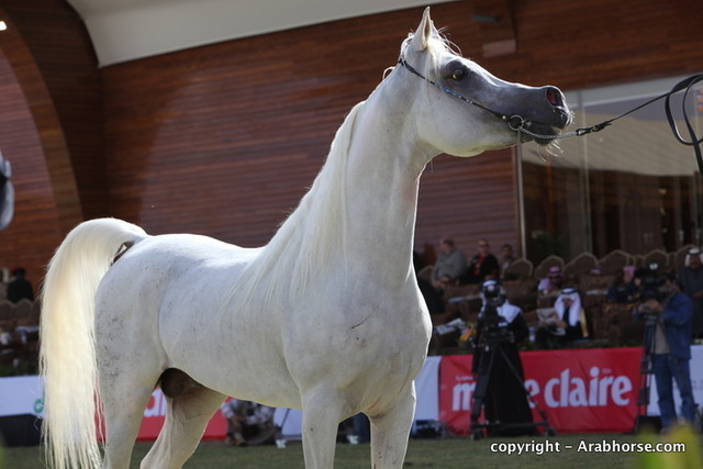 Al Khalediah Arabian Horse Festival Day 3