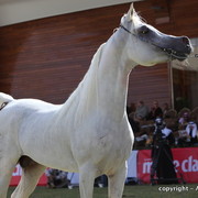 Al Khalediah Arabian Horse Festival Day 3