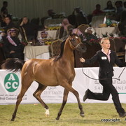Al Khalediah Arabian Horse Festival Day 3