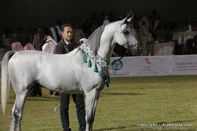 Al Khalediah Arabian Horse Festival Day 3