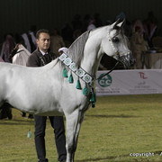 Al Khalediah Arabian Horse Festival Day 3
