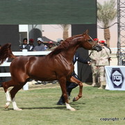 Al Khalediah Arabian Horse Festival Day 3