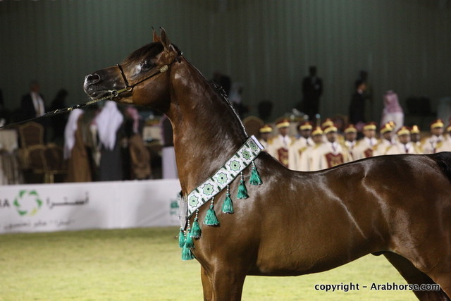 Al Khalediah Arabian Horse Festival Day 3