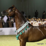 Al Khalediah Arabian Horse Festival Day 3