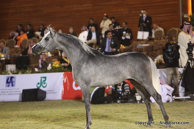 Al Khalediah Arabian Horse Festival Day 3