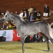 Al Khalediah Arabian Horse Festival Day 3
