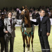 Al Khalediah Arabian Horse Festival Day 3