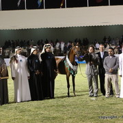 Al Khalediah Arabian Horse Festival Day 3