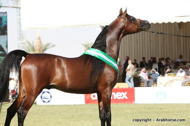Al Khalediah Arabian Horse Festival Day 3