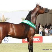 Al Khalediah Arabian Horse Festival Day 3