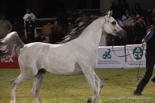 Al Khalediah Arabian Horse Festival Day 3