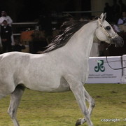 Al Khalediah Arabian Horse Festival Day 3