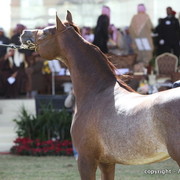 Al Khalediah Arabian Horse Festival Day 3