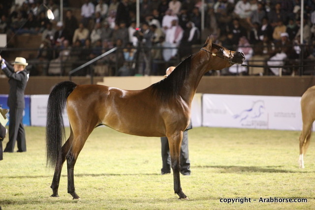 Al Khalediah Arabian Horse Festival Day 3