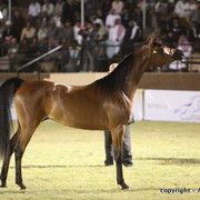 Al Khalediah Arabian Horse Festival Day 3
