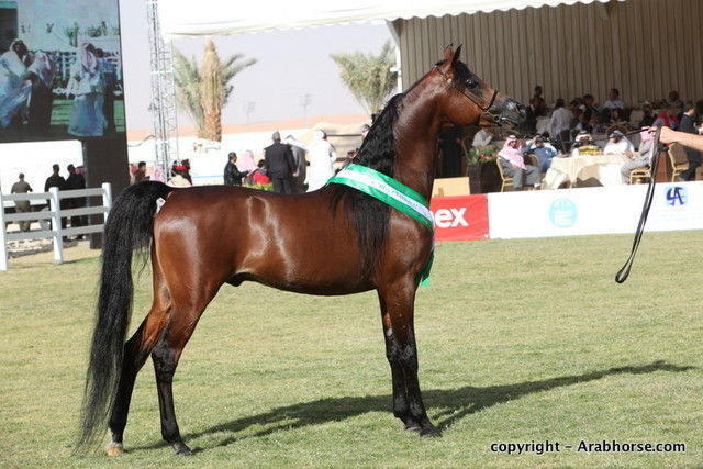 Al Khalediah Arabian Horse Festival Day 3