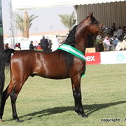 Al Khalediah Arabian Horse Festival Day 3