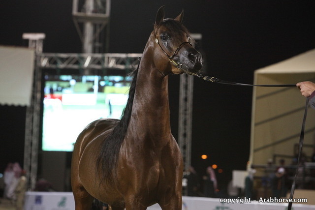 Al Khalediah Arabian Horse Festival Day 3