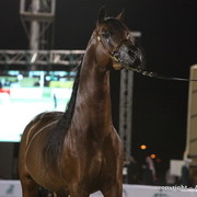 Al Khalediah Arabian Horse Festival Day 3
