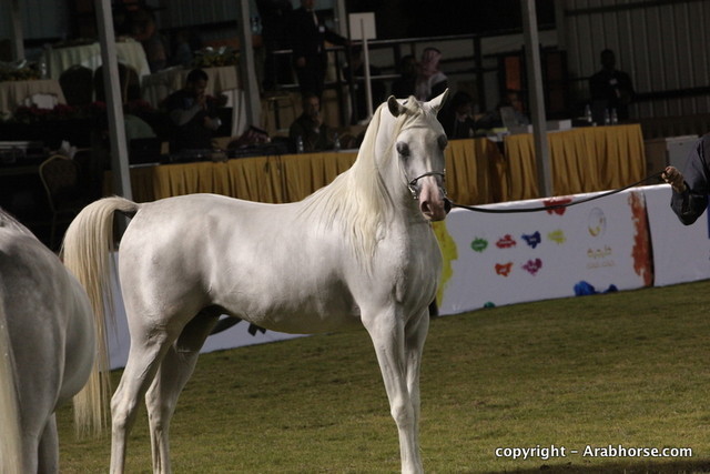 Al Khalediah Arabian Horse Festival Day 3