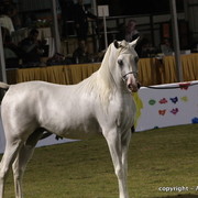 Al Khalediah Arabian Horse Festival Day 3