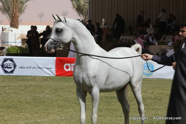 Al Khalediah Arabian Horse Festival Day 3