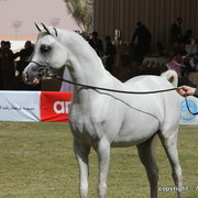 Al Khalediah Arabian Horse Festival Day 3