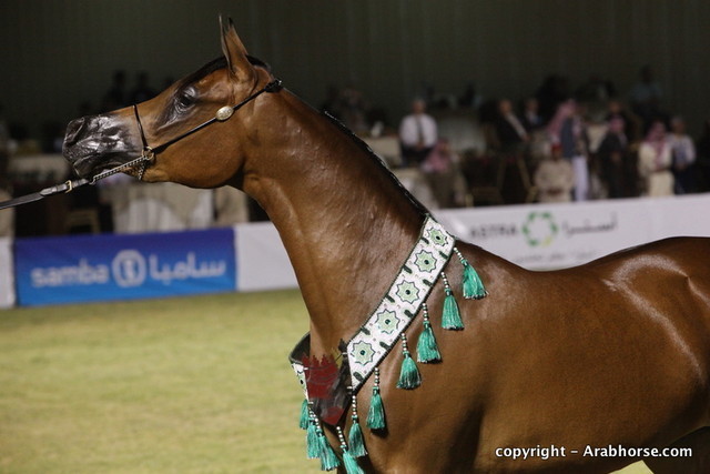 Al Khalediah Arabian Horse Festival Day 3