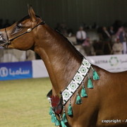 Al Khalediah Arabian Horse Festival Day 3