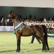 Al Khalediah Arabian Horse Festival Day 3